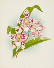 Orchid: Odontoglossum Rolfeae, 1907. Creator: Frederick William Bolas.