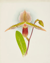 Orchid: Cypripedium Shilianum, 1907. Creator: Frederick William Bolas.