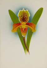 Orchid: Cypripedium, 1907. Creator: Frederick William Bolas.