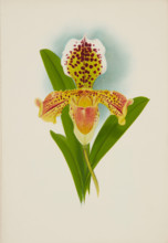 Orchid: Cypripedium, 1907. Creator: Frederick William Bolas.