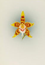 Orchid: Odontoglossum Crawshayanum, 1908. Creator: Frederick William Bolas.