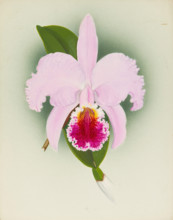 Orchid: Cattleya, 1908. Creator: Frederick William Bolas.