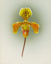 Orchid: Cypripedium George Moore, 1910. Creator: Frederick William Bolas.