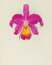 Orchid: Laelio - Cattleya, 1917. Creator: Frederick William Bolas.