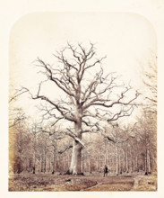 Queen Anne's Oak, 1864. Creator: James Sinclair, Earl of Caithness.