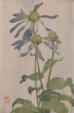 Purple Daisy (also known as Chrysanthème Simple), 1907-1909. Creator: Edna Boies Hopkins.