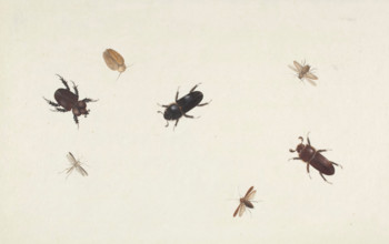 Study of Beetles and Moths, about 1695-1705. Creator: Herman Henstenburgh.