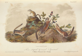 The Quadrupeds of North America (volume 1), 1849-1854. Creator: John James Audubon.