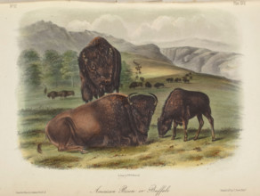 The Quadrupeds of North America (volume 2), 1849-1854. Creator: John James Audubon.