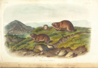 Quadrupeds of America, three of three volumes with 155 hand-colored plates, 1849-1854. Creator: John James Audubon.