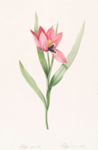 Tulipe Oeil de Soleil, 1802-1816. Creator: De Gouy.