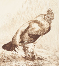 Le Vieux Coq (The Old Rooster), 1882. Creator: Felix Bracquemond.