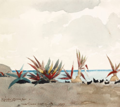 Nassau Beach with Century Plants, 1899. Creator: Winslow Homer.