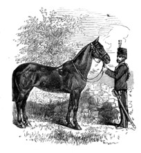 The Balaclava Mare, presented to Her Majesty, 1873. Creator: Unknown.