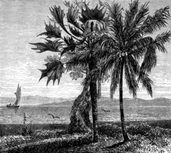 The Gold Coast and Ashantee War: the coast, Gambia River, 1873. Creator: Unknown.