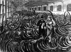 Siberian mammoth tusks on the ivory floor at the London Docks, 1873. Creator: Unknown.