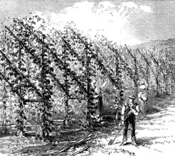 Hop-growing on the vinery principle, 1873. Creator: Unknown.