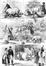 Prize animals at the International Cattle Show of the Vienna Exhibition, 1873. Creator: Unknown.