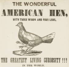 The Wonderful American Hen with three wings and four legs, 1837. 'The Greatest Living Curiosity!!!'