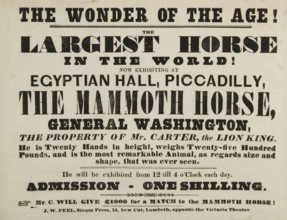 The Wonder of the Age! The Largest Horse in the World, now exhibiting at Egyptian Hall, Piccadilly,