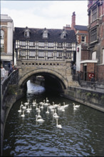 Swans on the River Witham in front of High Bridge seen from the east, High Street, Lincoln,