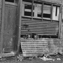 Three cats perched on a corrugated iron section of a run-down house in the East End of London,