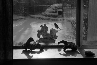 A view through the kitchen window towards a robin perched on sculptural bird table in the garden of