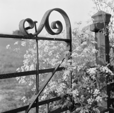 A detail view of cow parsley growing through a decorative scrolled wrought-iron gate and gatepost