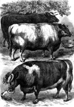 Smithfield Club Cattle Show: prize oxen, 1873. 'The beasts represented in our Illustrations, which
