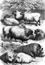 Smithfield Club Cattle Show: prize sheep and pigs, 1873. 'The show of sheep was the largest that
