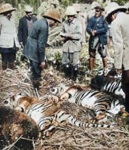 A royal bag of tigers, 1911 (1935). A scene from King George V's visit to India to attend the Delhi