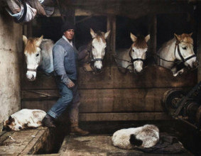 'Captain Oates, on the "Terra Nova" with the Siberian Ponies', c1911, (1914). British Antarctic