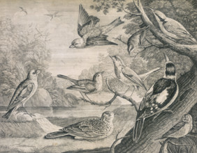 Various birds, 1726. Nine different birds, including the hen skylark and the cock golden crowned
