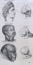 Three faces compared with skulls, 1854. 'Fig. 339. - Apollo Belvidere; Fig. 340. Greek; Fig. 341. -