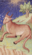A bull lying down, 1423. Rays from the sun emanate from the top of the image. From the Bedford