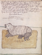 A walrus, 1677. From "Narrative of the first part of Sir Francis Drake 's second voyage around the