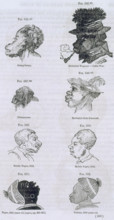 Head shapes of apes and humans, 1854. 'Orang-Outan; Hottentot Wagoner - Caffre War. Chimpanzee.