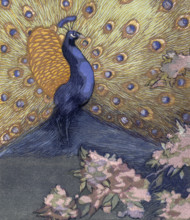 Peacock displaying its tail; scene from "The Jungle Book", 1919. From a French translation of "The
