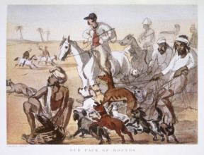 'Our Pack of Hounds', 1911. Two Indian servants struggle to keep hold of a pack of dogs of all