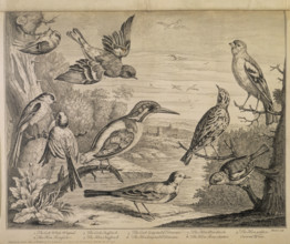 Various types of bird, 1726. '1. The Cock White Wagtail. 2. The Hen Kingfisher. 3. The Cock