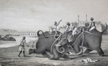 Elephants fighting, India, 1850. Two elephants attacking eachother; one man has fallen or been