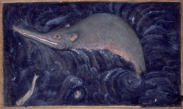 Ganges River Dolphin, 1590.