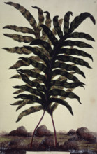 Enormous Polypody, c1759-c1772. Probably a depiction of Polypodium vulgare 'Whitley Giant', an