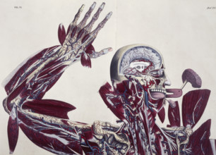 Anatomical drawing of the human body, c1825. The different brain and hand tissues. From "Planches