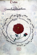 Musical canon with Tudor rose, c1509-c1547. Under Henry VII, the Tudor rose became a potent