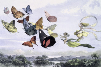 'Water lilies and water fairies of the period', c1869-c1870. The Fairy Queen takes an airy drive in