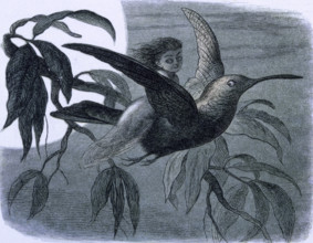 'Water lilies and water fairies of the period', c1869-c1870. A nymph flies on the back of a bird.