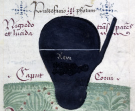 Putrefactio philosophorum (The putrefaction of the philosophers), late 13th century. Drawing of a