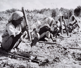 Planting out young tea bushes, Assam, 1950s-60s.