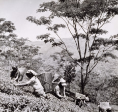 Tea pickers, Tista Valley Tea Gardens, Darjeeling District, India, 1950s-60s.
